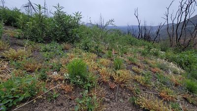 Astragalus congdonii, photographed by Chris Winchell