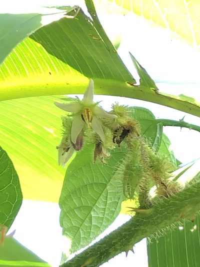 Solanum volubile, photographed by Skjold Søndergaard