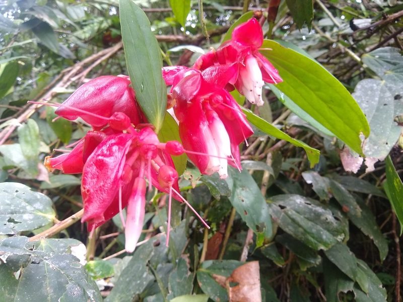 Cavendishia bracteata, photographed by Oscar Marín