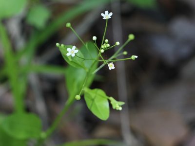 Samolus parviflorus, photographed by jrcagle