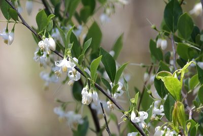 Styrax americanus, photographed by Lauren McLaurin