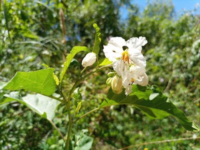 Solanum bonariense, photographed by Bahiano Ayala