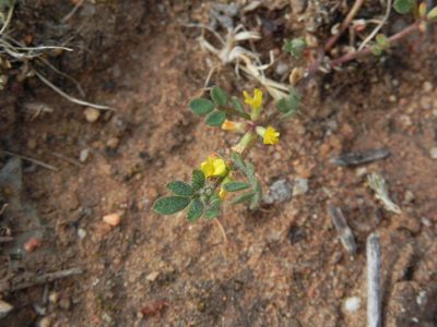 Acmispon micranthus