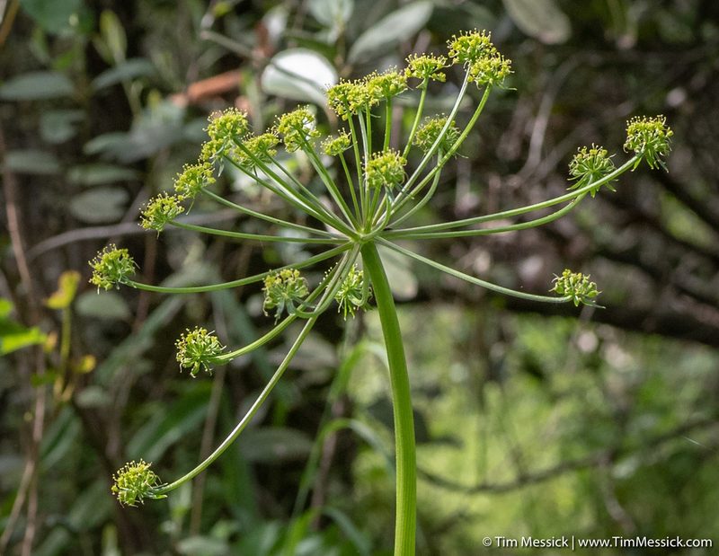 Tauschia hartwegii, photographed by Tim Messick
