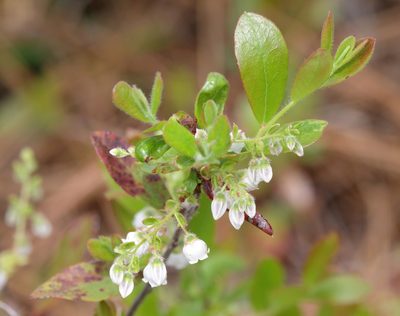 Gaylussacia mosieri, photographed by Lauren McLaurin
