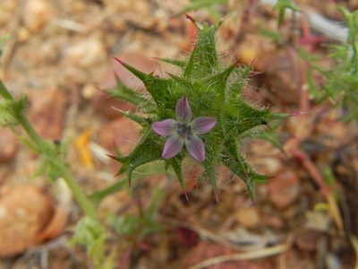 Navarretia hamata, photographed by James C. Davis