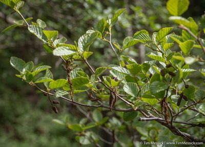 Alnus rhombifolia, photographed by Tim Messick