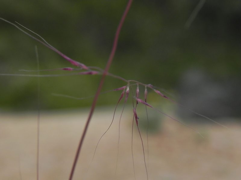 Muhlenbergia microsperma, photographed by James C. Davis