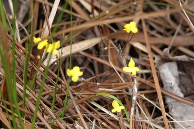 Utricularia subulata, photographed by Kim