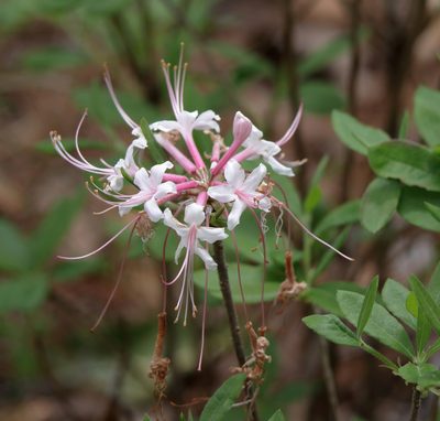 Rhododendron canescens, photographed by Kim