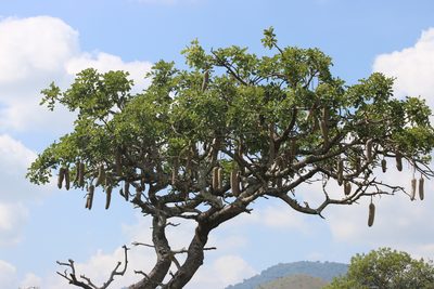Kigelia africana, photographed by Kevin Chaikelson