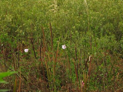 Hibiscus striatus, photographed by Eduardo Luis Beltrocco