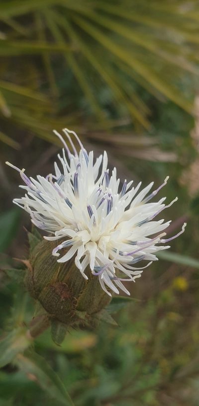 Carduncellus dianius, photographed by Neil Alderson