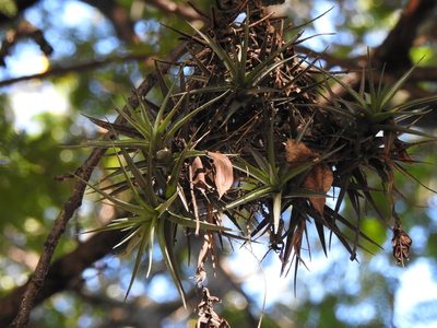 Tillandsia aeranthos, photographed by Eduardo Luis Beltrocco