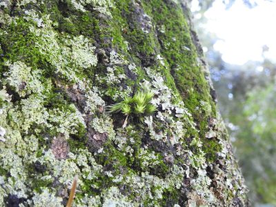 Tillandsia tricholepis, photographed by Eduardo Luis Beltrocco