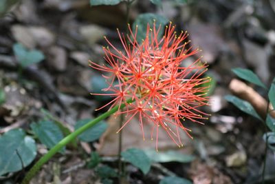 Scadoxus multiflorus, photographed by Kevin Chaikelson
