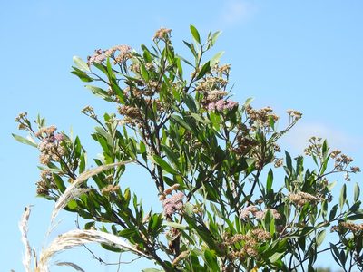 Tessaria integrifolia, photographed by Eduardo Luis Beltrocco
