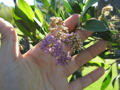Tessaria integrifolia, photographed by Eduardo Luis Beltrocco