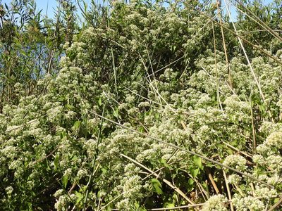 Mikania cordifolia, photographed by Eduardo Luis Beltrocco