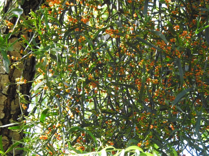 Phoradendron quadrangulare, photographed by Eduardo Luis Beltrocco