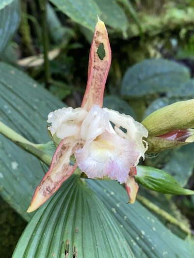 Sobralia gloriosa, photographed by Grete Pasch