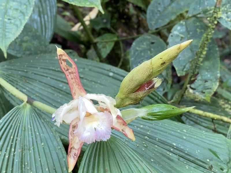 Sobralia gloriosa, photographed by Grete Pasch