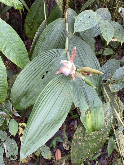 Sobralia gloriosa, photographed by Grete Pasch