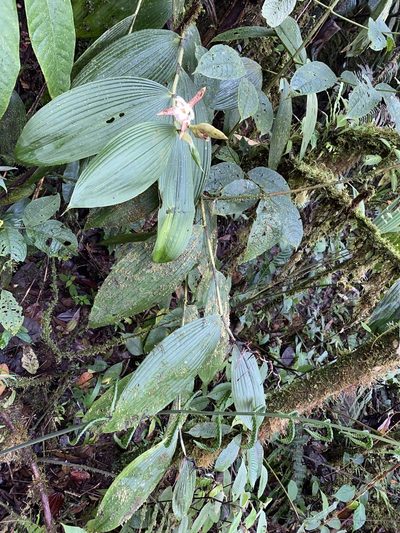 Sobralia gloriosa, photographed by Grete Pasch
