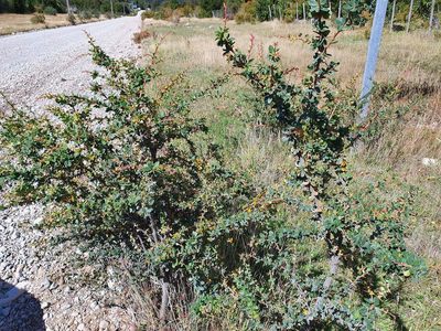 Berberis microphylla, photographed by Cesar Ormazabal