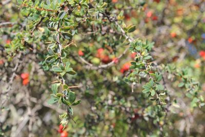 Berberis microphylla, photographed by Cesar Ormazabal