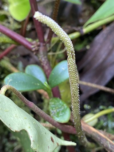 Peperomia hernandiifolia, photographed by Grete Pasch