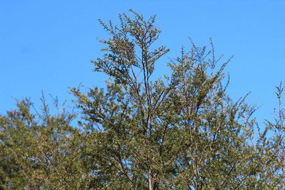 Nothofagus antarctica, photographed by Cesar Ormazabal