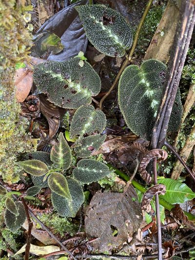 Drymonia variegata, photographed by Grete Pasch