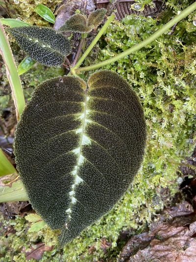 Drymonia variegata, photographed by Grete Pasch