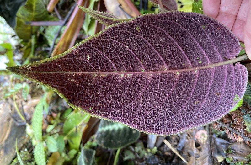 Drymonia variegata, photographed by Grete Pasch