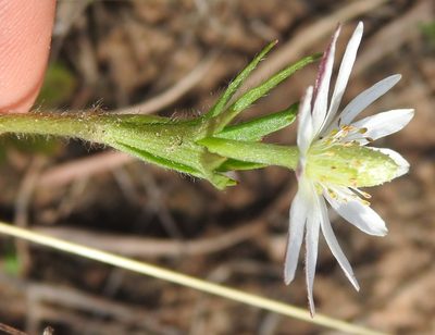 Anemone berlandieri