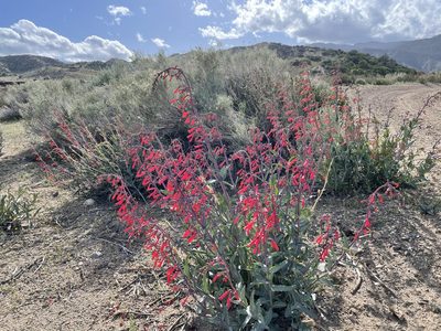 Penstemon centranthifolius, photographed by Leah Gardner