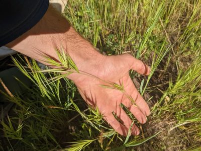 Bromus madritensis, photographed by Trevor Van Loon