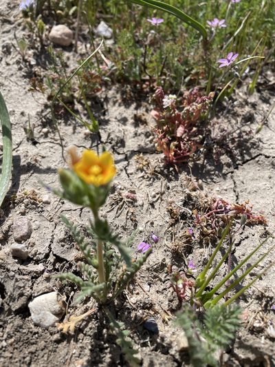 Mentzelia veatchiana, photographed by Leah Gardner