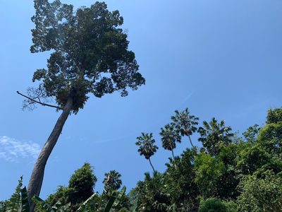 Livistona speciosa, photographed by Utain Pummarin