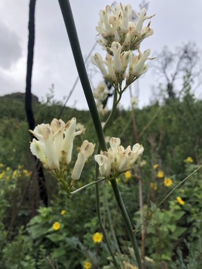 Ehrendorferia ochroleuca, photographed by Lauren Gill