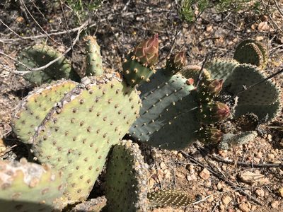 Opuntia basilaris, photographed by rachelbuckthorn