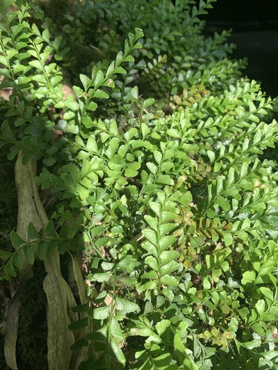 Osmolindsaea japonica, photographed by 呂一起(Lyu yi-chi)
