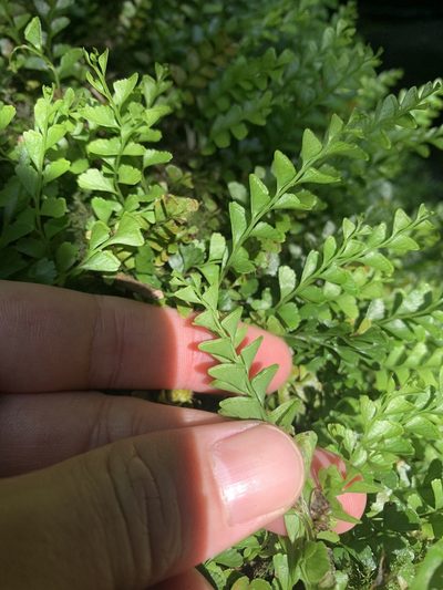 Osmolindsaea japonica, photographed by 呂一起(Lyu yi-chi)