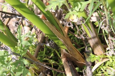 Schoenoplectus californicus, photographed by Millie Basden