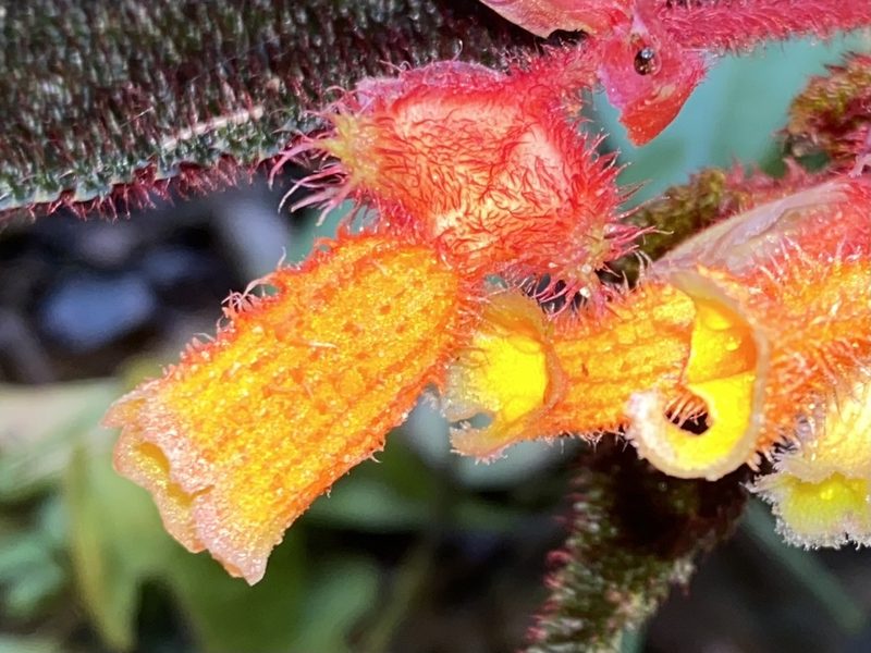 Begonia lehmannii, photographed by Grete Pasch