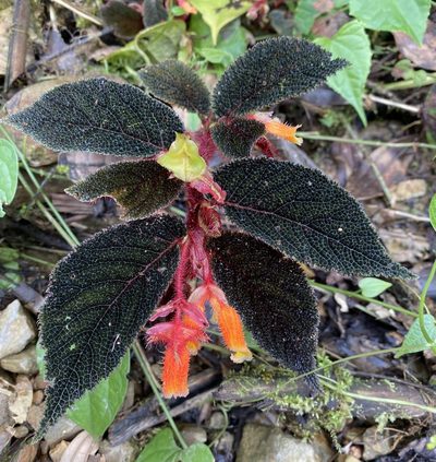 Begonia lehmannii, photographed by Grete Pasch