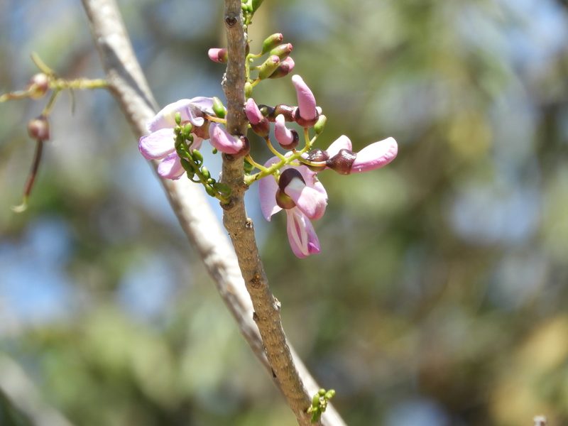 Gliricidia sepium, photographed by Francisco Farriols Sarabia