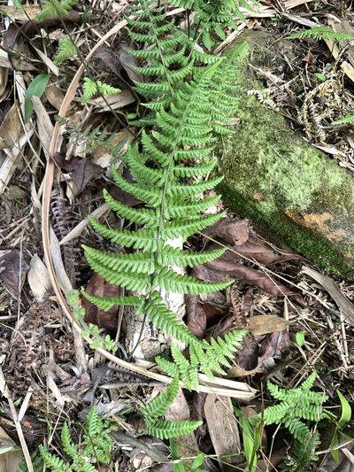 Amauropelta glanduligera, photographed by 呂一起(Lyu yi-chi)