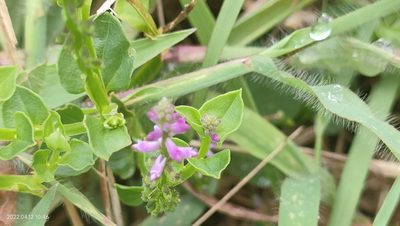 Salomonia cantoniensis, photographed by Ong Jyh Seng